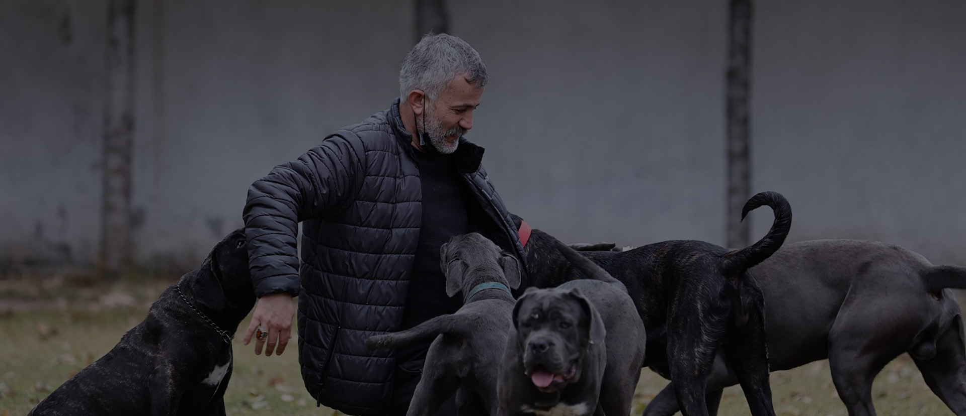 Cane Corso