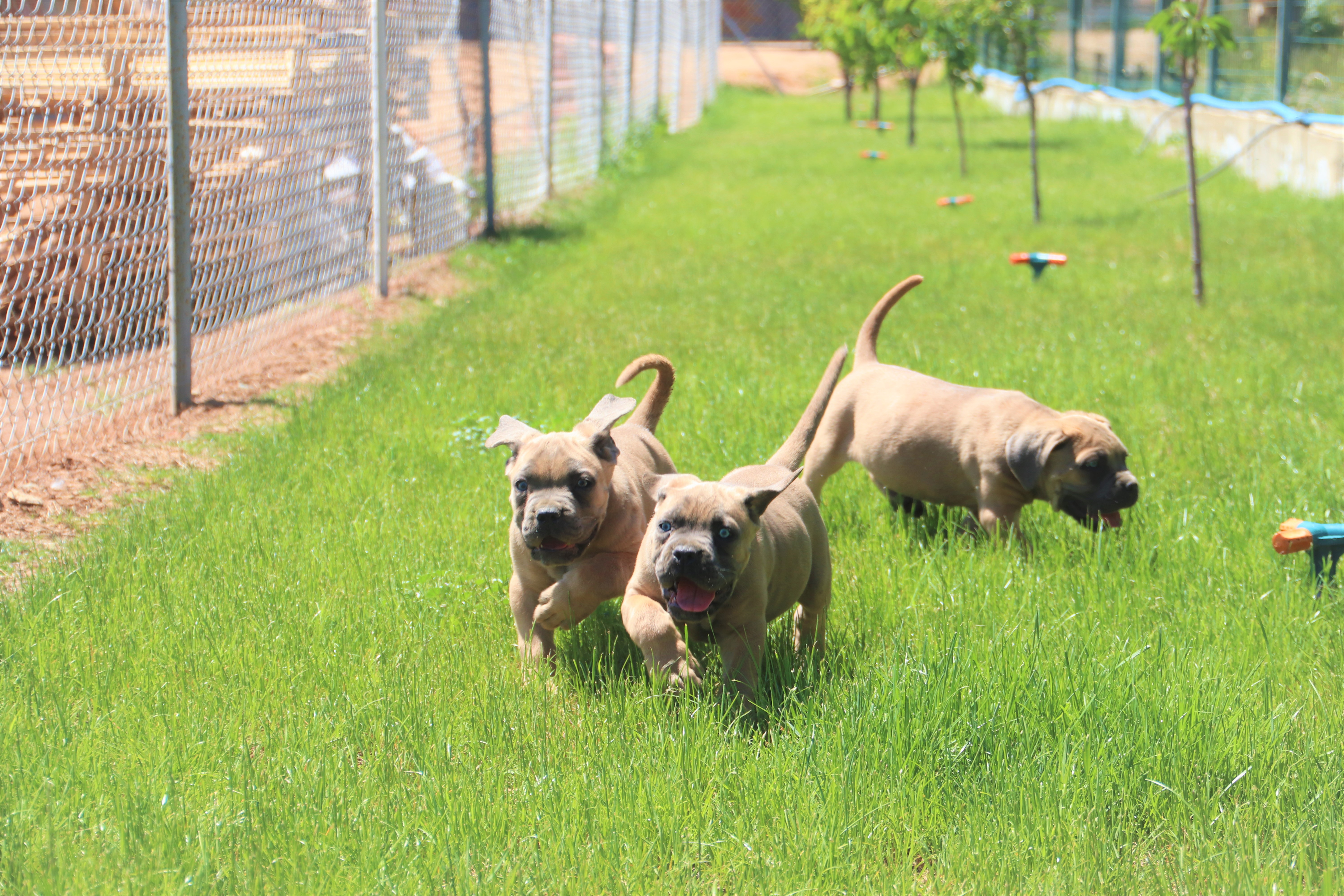 Cane Corso 