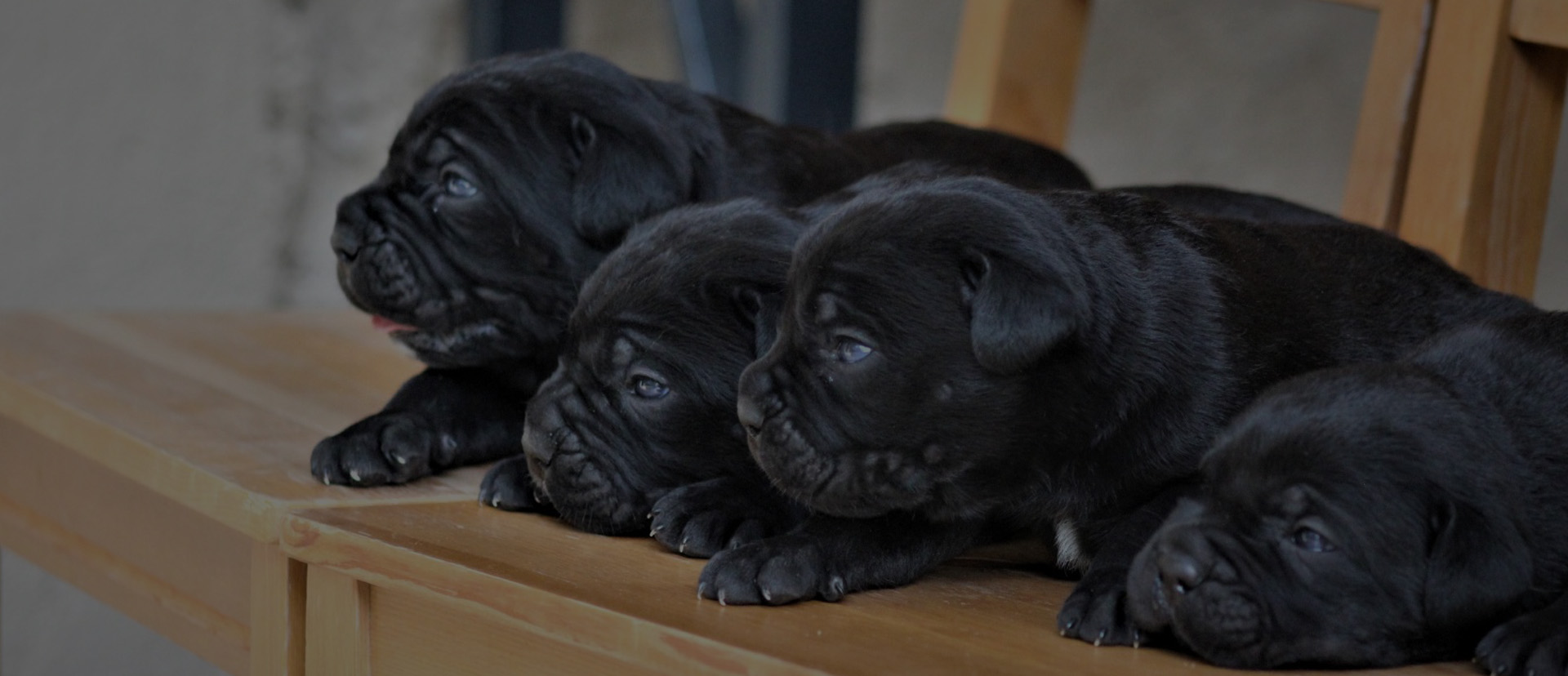 Cane Corso