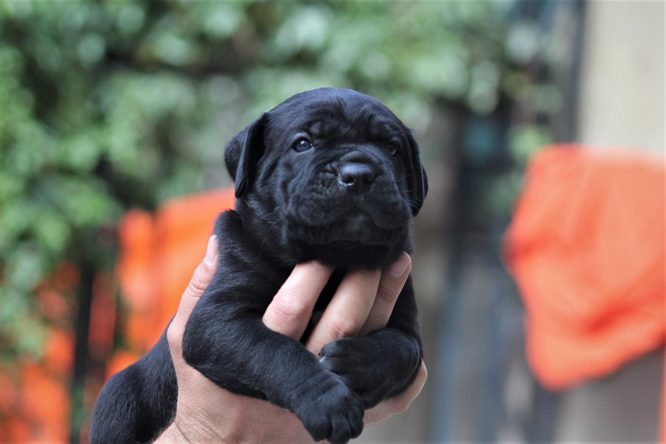 Cane Corso